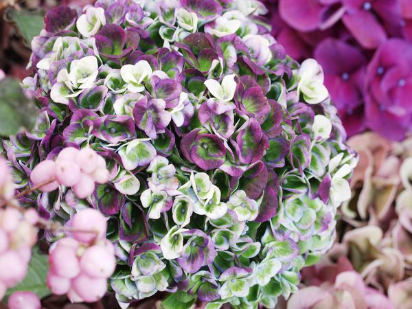 Produktbild: CALVENDO Puzzle Hortensie 'Magical Revolution' | 1000 Teile Lege-Gr&ouml;&szlig;e 64x48cm Foto-Puzzle f&uuml;r gl&uuml;ckliche Stunden