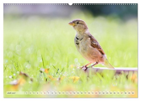 Produktbild: NATUR PUR Heimische Singv&ouml;gel (hochwertiger Premium Wandkalender 2027 DIN A2 quer), Kunstdruck in Hochglanz