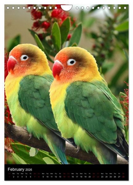 Produktbild: Fascinating parrots from all over the world (Wall Calendar 2026 DIN A4 portrait), CALVENDO 12 Month Wall Calendar