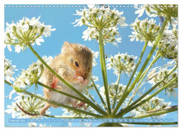 Produktbild: Zauberhafte M&auml;use: Von wegen nur Grau (Wandkalender 2026 DIN A3 quer), CALVENDO Monatskalender