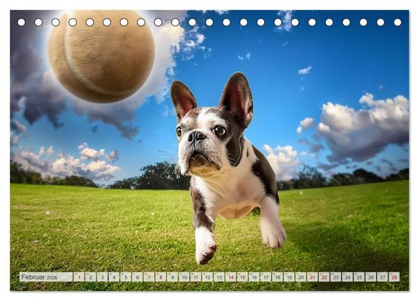 Produktbild: Bullys in Action - Franz&ouml;sische Bulldoggen lieben B&auml;lle (Tischkalender 2026 DIN A5 quer), CALVENDO Monatskalender