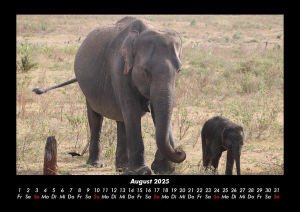 Produktbild: Elefanten - Die sanften Riesen Afrikas 2025 Fotokalender DIN A3