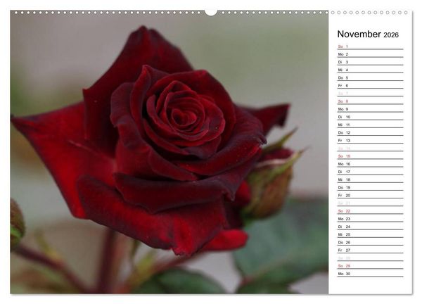 Produktbild: Zauberhafte Rosen (Wandkalender 2026 DIN A2 quer), CALVENDO Monatskalender