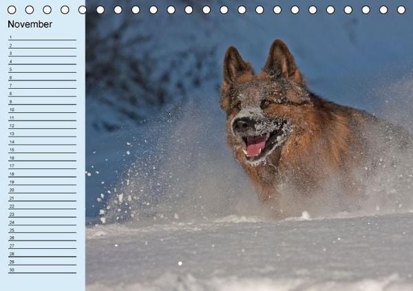 Produktbild: Der Schäferhunde-Geburtstagskalender (Tischkalender immerwährend DIN A5 quer)