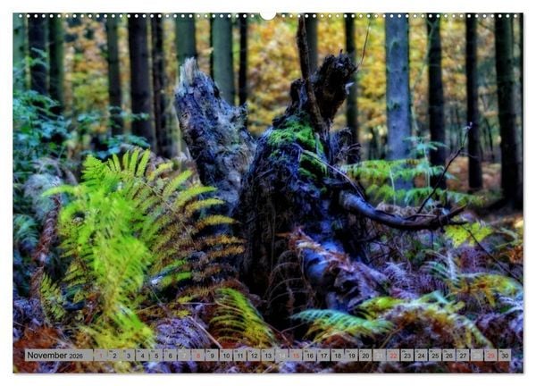 Produktbild: Spaziergang durch den Zauberwald (Wandkalender 2026 DIN A2 quer), CALVENDO Monatskalender