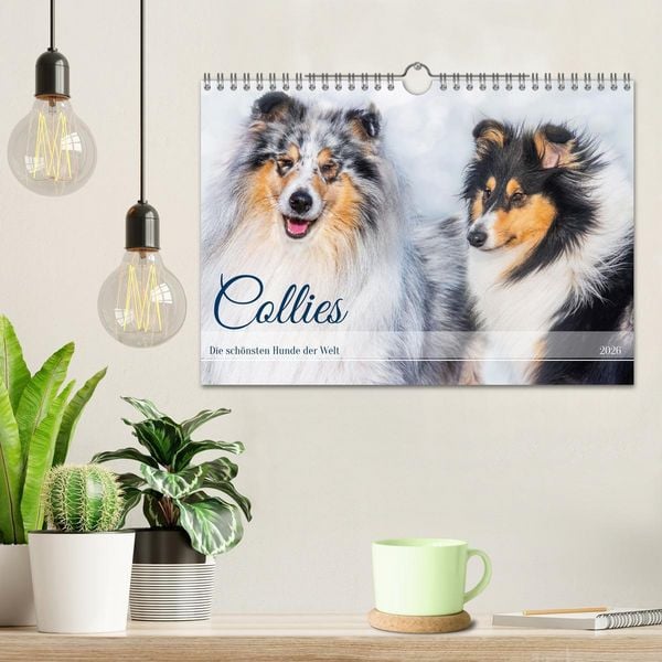 Produktbild: Collies - die sch&ouml;nsten Hunde der Welt (Wandkalender 2026 DIN A4 quer), CALVENDO Monatskalender