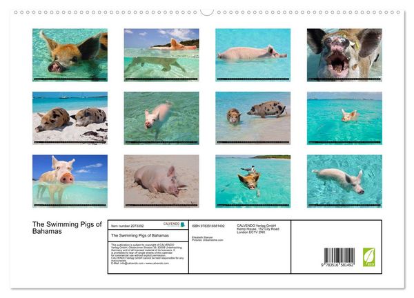 Produktbild: The Swimming Pigs of Bahamas (High Quality Premium Wall Calendar 2026 DIN A2 landscape),CALVENDO 12 Month Wall Calendar