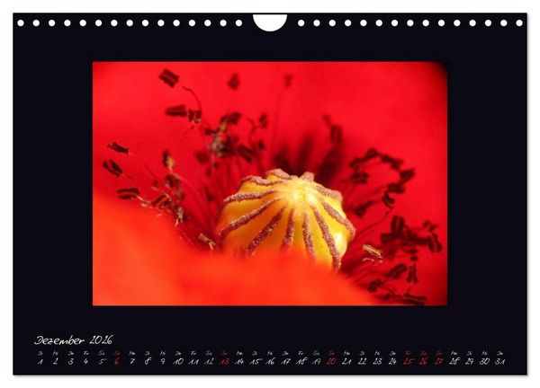 Produktbild: MOHNographie (Wandkalender 2026 DIN A4 quer), CALVENDO Monatskalender