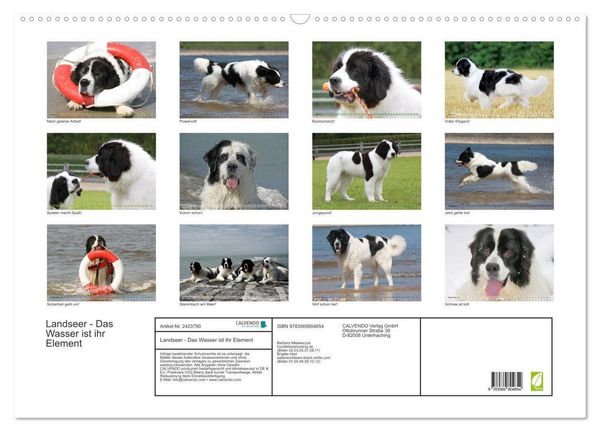 Produktbild: Landseer - Das Wasser ist ihr Element (Wandkalender 2027 DIN A2 quer), CALVENDO Monatskalender
