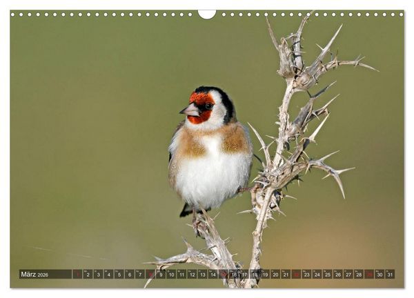 Produktbild: Heimische Singv&ouml;gel in Feld und Flur (Wandkalender 2026 DIN A3 quer), CALVENDO Monatskalender