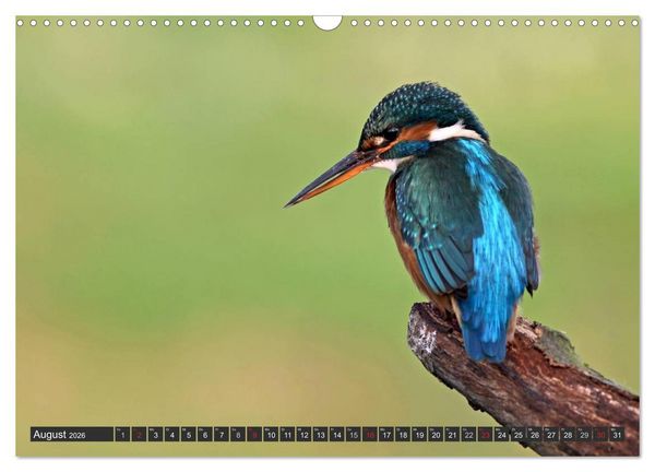 Produktbild: Der Eisvogel (Wandkalender 2026 DIN A3 quer), CALVENDO Monatskalender