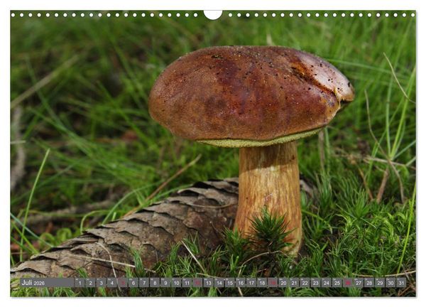 Produktbild: PILZE IM WALD (Wandkalender 2026 DIN A3 quer), CALVENDO Monatskalender