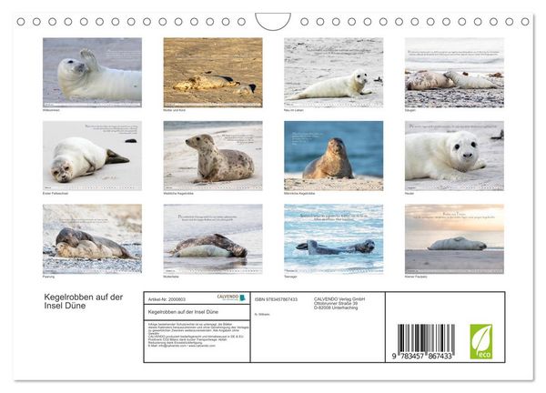 Produktbild: Kegelrobben auf der Insel D&uuml;ne (Wandkalender 2026 DIN A4 quer), CALVENDO Monatskalender