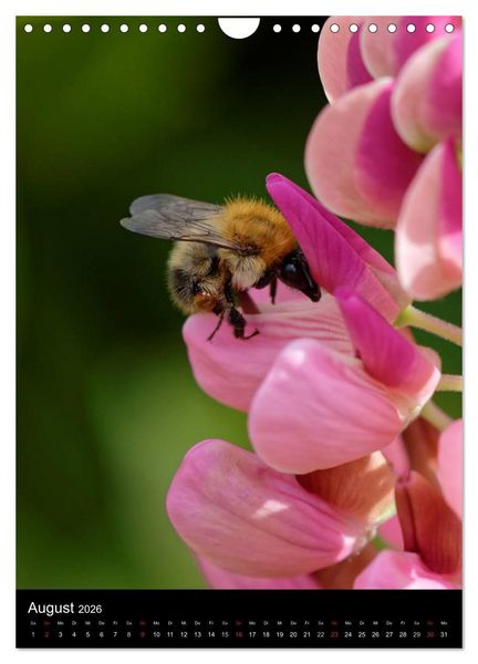 Produktbild: Bienen und Hummeln (Wandkalender 2026 DIN A4 hoch), CALVENDO Monatskalender