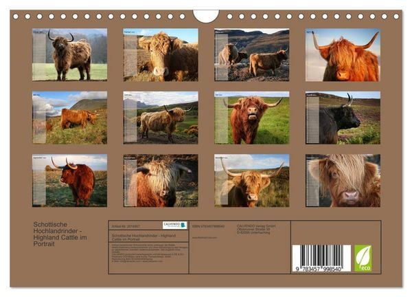 Produktbild: Schottische Hochlandrinder - Highland Cattle im Portrait (Wandkalender 2026 DIN A4 quer), CALVENDO Monatskalender
