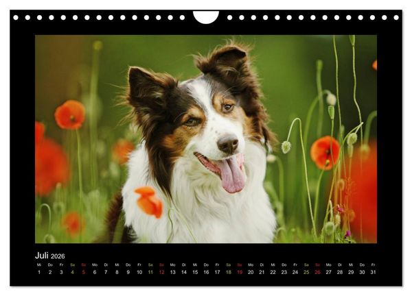 Produktbild: MIXlinge (Wandkalender 2026 DIN A4 quer), CALVENDO Monatskalender