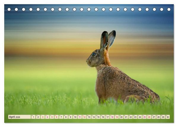 Produktbild: Feldhasen und Kaninchen (Tischkalender 2026 DIN A5 quer), CALVENDO Monatskalender
