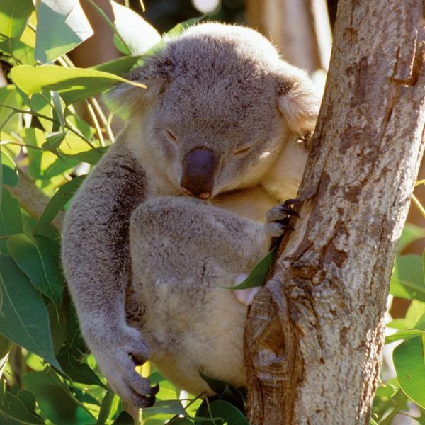 Produktbild: Koalas 2027