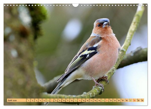 Produktbild: Gefiederte Gesellen - V&ouml;gel aus Wald und Garten (Wandkalender 2026 DIN A3 quer), CALVENDO Monatskalender