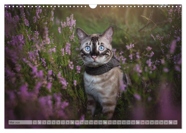 Produktbild: Wildes Wohnzimmer - Die Bengalkatze (Wandkalender 2026 DIN A3 quer), CALVENDO Monatskalender