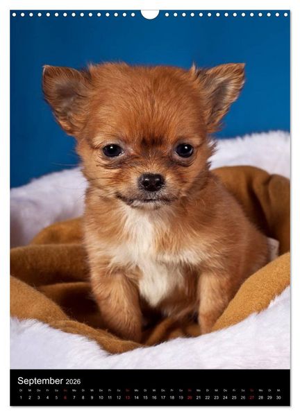 Produktbild: Chihuahua Welpen (Wandkalender 2026 DIN A3 hoch), CALVENDO Monatskalender