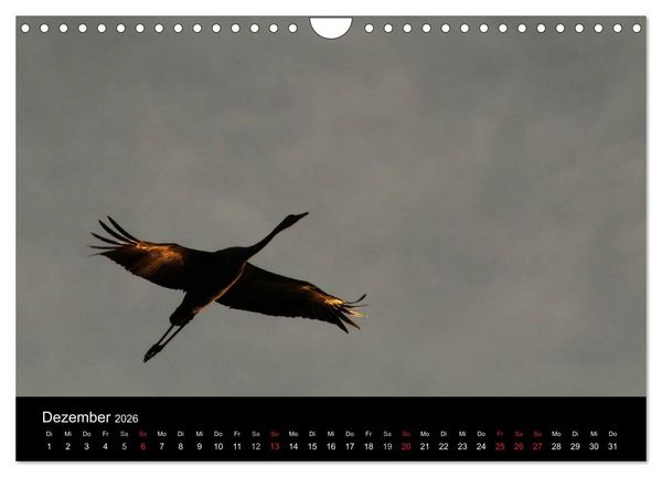 Produktbild: Kraniche (Wandkalender 2026 DIN A4 quer), CALVENDO Monatskalender