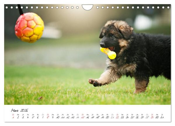 Produktbild: Junge Deutsche Sch&auml;ferhunde (Wandkalender 2026 DIN A4 quer), CALVENDO Monatskalender