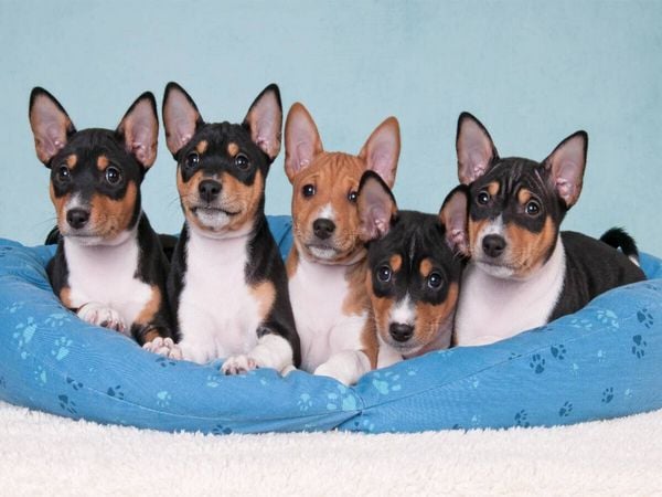 Produktbild: CALVENDO Puzzle Ein Motiv aus dem Kalender Bezaubernde Basenji-Welpen | 1000 Teile Lege-Gr&ouml;&szlig;e 64x48cm Foto-Puzzle f&uuml;r gl&uuml;ckliche Stunden