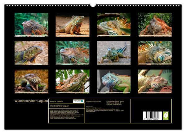Produktbild: Wundersch&ouml;ner Leguan (hochwertiger Premium Wandkalender 2026 DIN A2 quer), Kunstdruck in Hochglanz