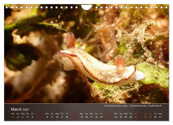 Produktbild: Nudibranchs on the ocean floor (Wall Calendar 2027 DIN A4 landscape), CALVENDO 12 Month Wall Calendar