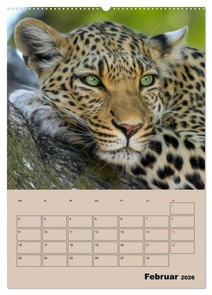 Produktbild: Gro&szlig;katzen. Raubkatzengesichter (hochwertiger Premium Wandkalender 2026 DIN A2 hoch), Kunstdruck in Hochglanz
