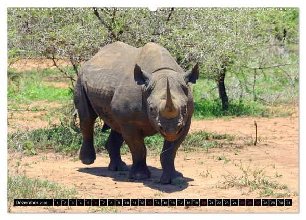 Produktbild: Wildes Leben in Afrika (hochwertiger Premium Wandkalender 2026 DIN A2 quer), Kunstdruck in Hochglanz