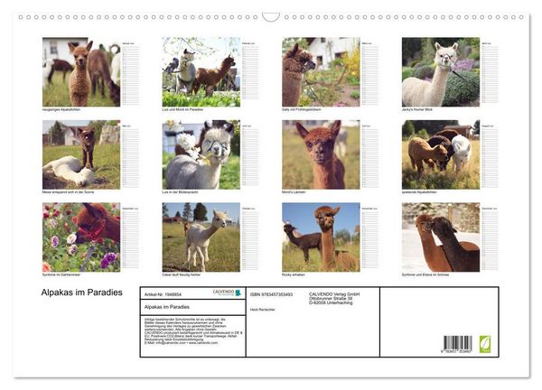 Produktbild: Alpakas im Paradies (Wandkalender 2026 DIN A2 quer), CALVENDO Monatskalender
