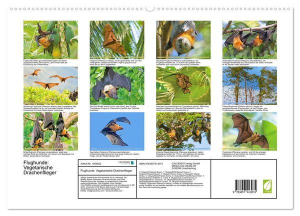 Produktbild: Flughunde: Vegetarische Drachenflieger (hochwertiger Premium Wandkalender 2026 DIN A2 quer), Kunstdruck in Hochglanz