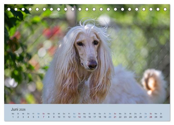 Produktbild: AFGHANISCHE WINDHUNDE 2026 (Tischkalender 2026 DIN A5 quer), CALVENDO Monatskalender