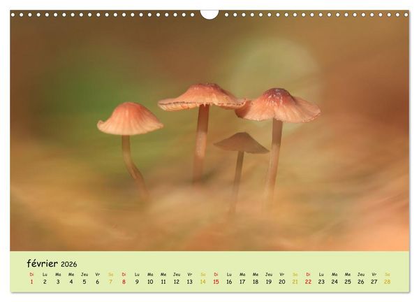 Produktbild: Champignons tout en couleurs (Calendrier mural 2026 DIN A3 vertical), CALVENDO calendrier mensuel