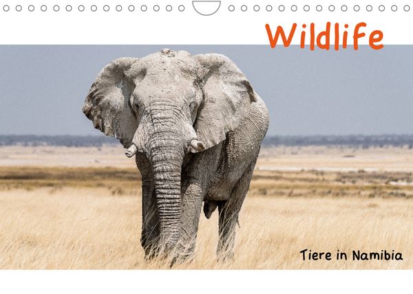 Produktbild: Wildlife - Tiere in Namibia (Wandkalender 2022 DIN A4 quer)