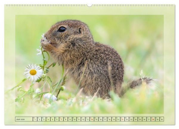 Produktbild: S&uuml;&szlig;e Nager (hochwertiger Premium Wandkalender 2026 DIN A2 quer), Kunstdruck in Hochglanz