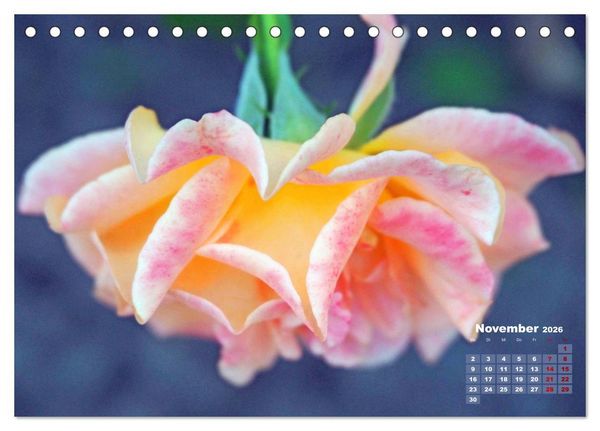 Produktbild: Rosen, die K&ouml;nigin der Blumen (Tischkalender 2026 DIN A5 quer), CALVENDO Monatskalender