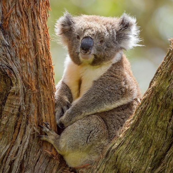 Produktbild: Koalas 2027