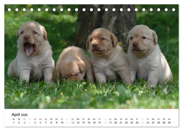 Produktbild: Labrador Welpen (Tischkalender 2026 DIN A5 quer), CALVENDO Monatskalender
