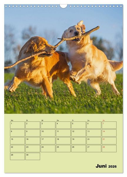 Produktbild: Jahresplaner Golden Retriever (Wandkalender 2026 DIN A3 hoch), CALVENDO Monatskalender