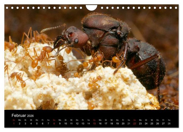 Produktbild: Atta sexdens - Blattschneiderameise (Wandkalender 2026 DIN A4 quer), CALVENDO Monatskalender