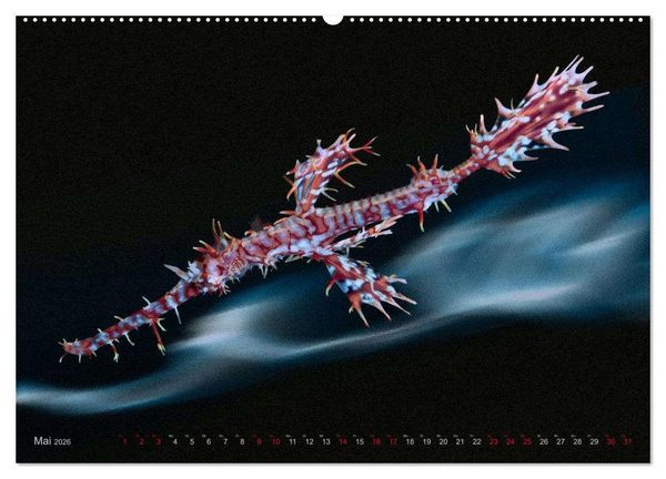 Produktbild: Artwork Unterwasser - Erlebnis Tauchen (Wandkalender 2026 DIN A2 quer), CALVENDO Monatskalender