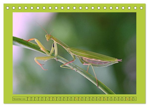 Produktbild: Die Gottesanbeterin Mantis Religiosa (Tischkalender 2026 DIN A5 quer), CALVENDO Monatskalender