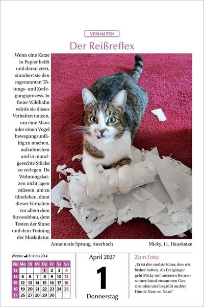 Produktbild: Katzen Tageskalender 2027