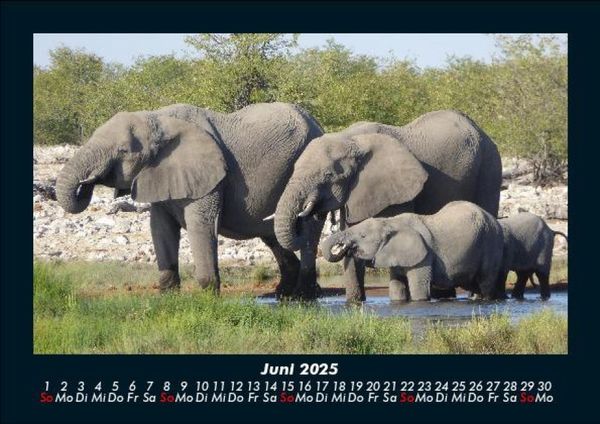 Produktbild: Elefanten - Die sanften Riesen Afrikas 2025 Fotokalender DIN A5