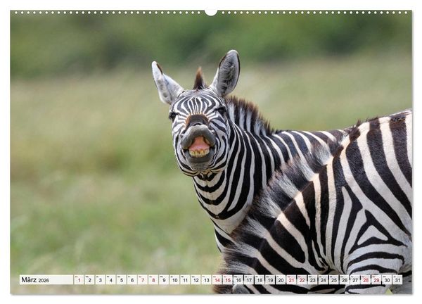 Produktbild: Faszination Afrika: Zebras (hochwertiger Premium Wandkalender 2026 DIN A2 quer), Kunstdruck in Hochglanz