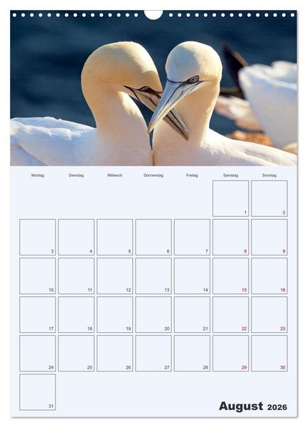 Produktbild: Wildes Leben auf Helgoland (Wandkalender 2026 DIN A3 hoch), CALVENDO Monatskalender
