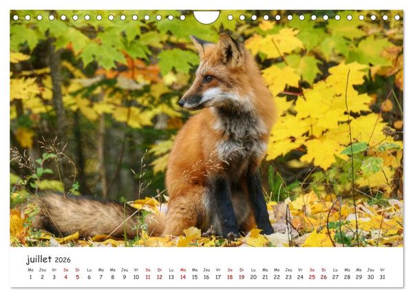 Produktbild: Automne haut en couleurs (Calendrier mural 2026 DIN A4 vertical), CALVENDO calendrier mensuel